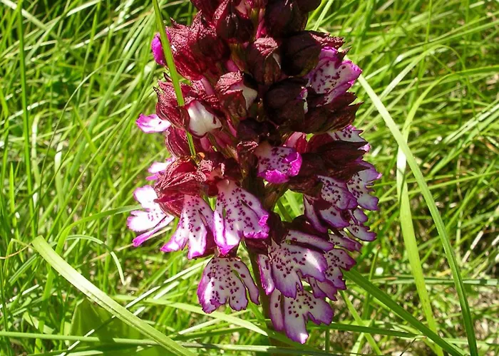 Сasa de vacaciones Le Galabre *